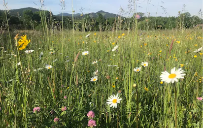 KohlhofMühl Camping