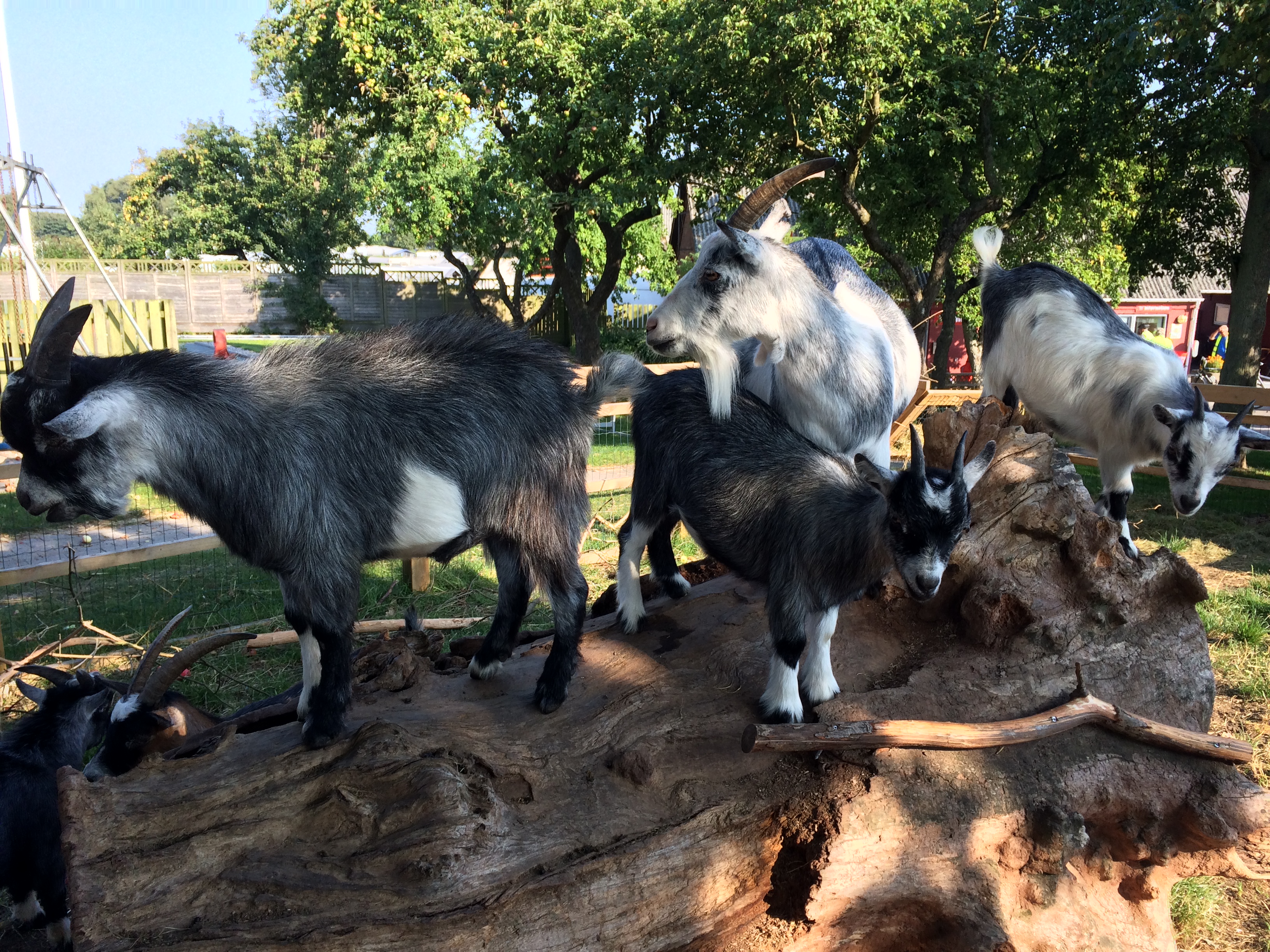 Kongshøj Strand Camping