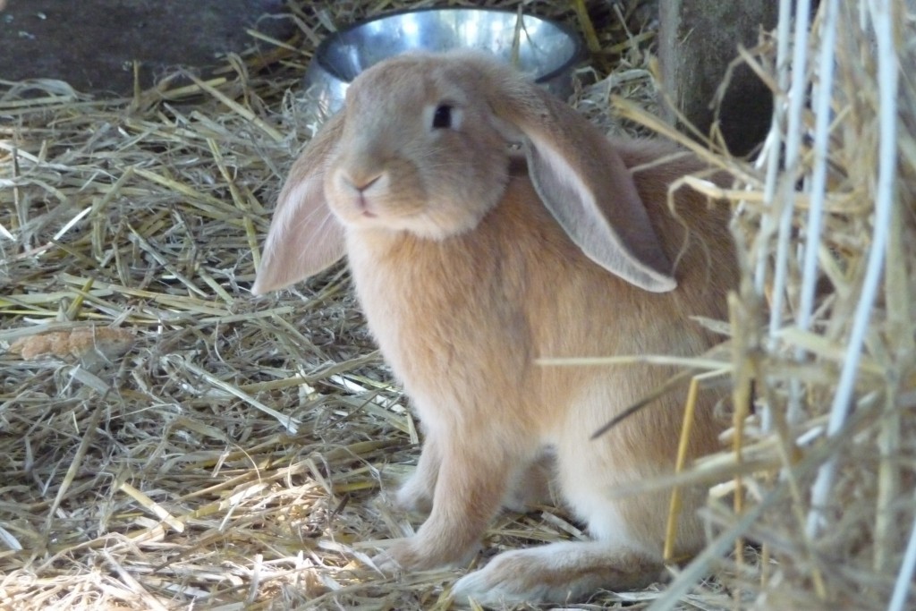 Kongshøj Strand Camping