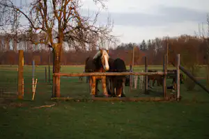Kur-Camping Rumkerhof - Ponys auf dem Campingplatz