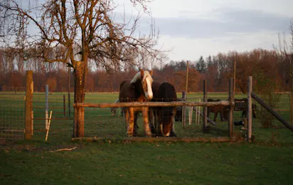 Kur-Camping Rumkerhof