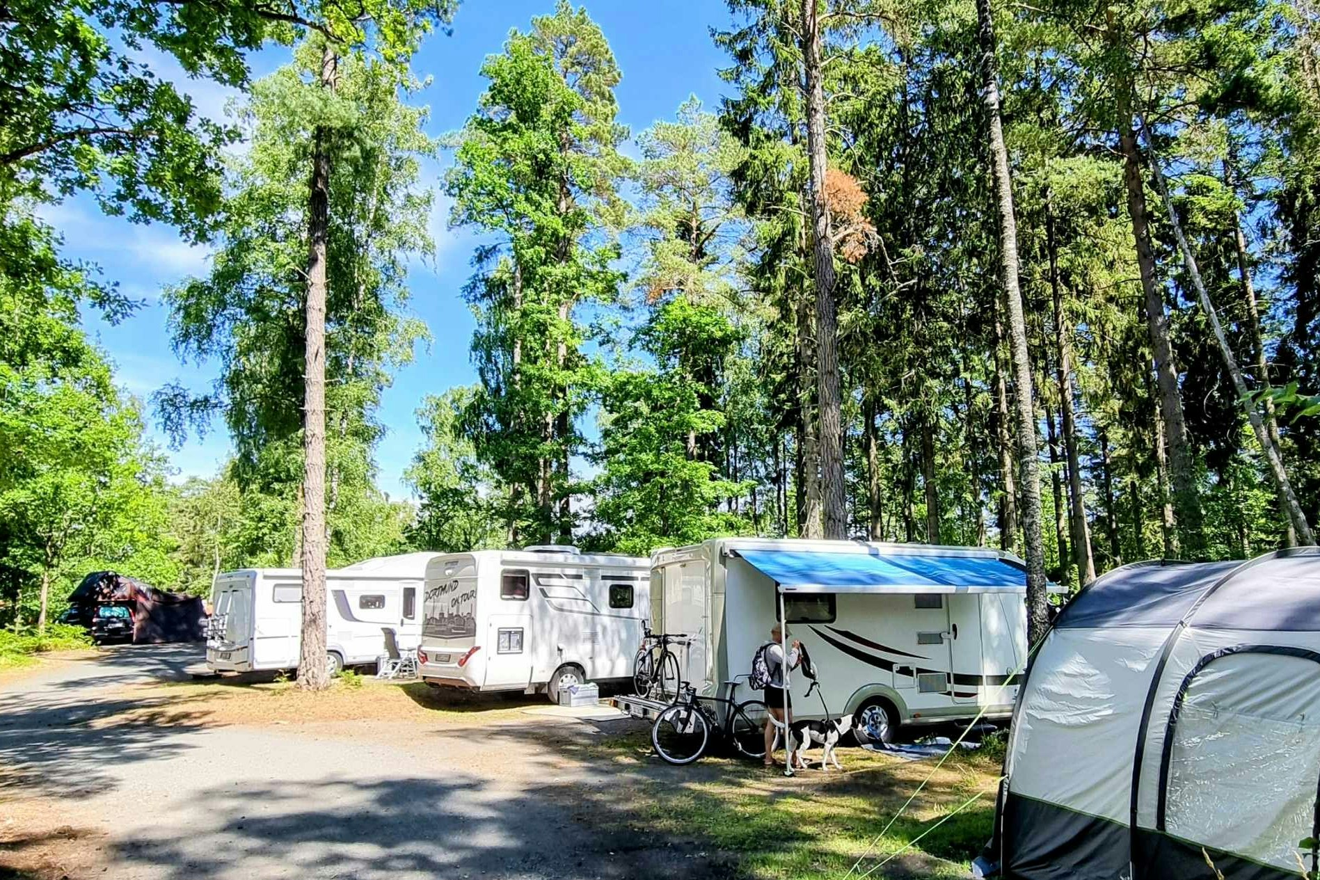 Läckö Strand - Standplätze zwischen den Bäumen auf dem Campingplatz