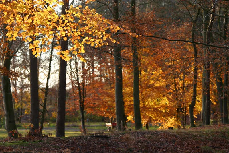Landgoed Börkerheide - Bäume vom Campingplatz im Herbst