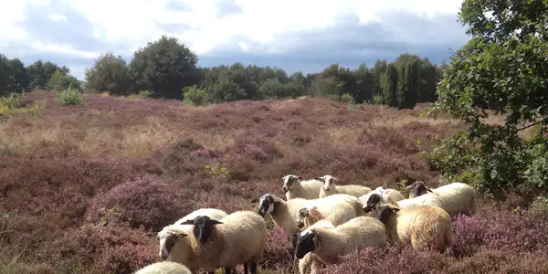 Landgoed Börkerheide