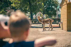 EuroParcs Limburg Landgoed Hommelheide - Tierpark auf dem Campingplatz