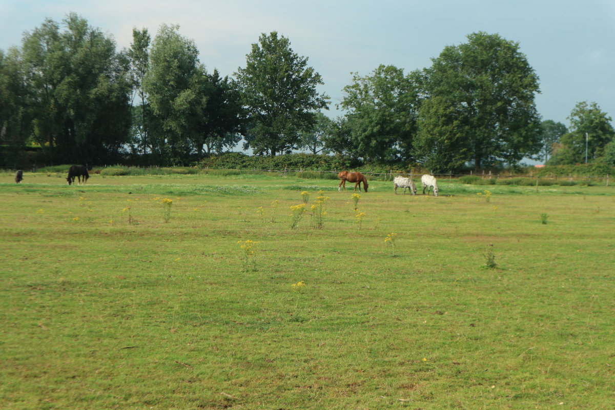 Pipowagen & Kampeerhoeve 's-Gravenhof