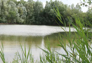 Pipowagen & Kampeerhoeve 's-Gravenhof