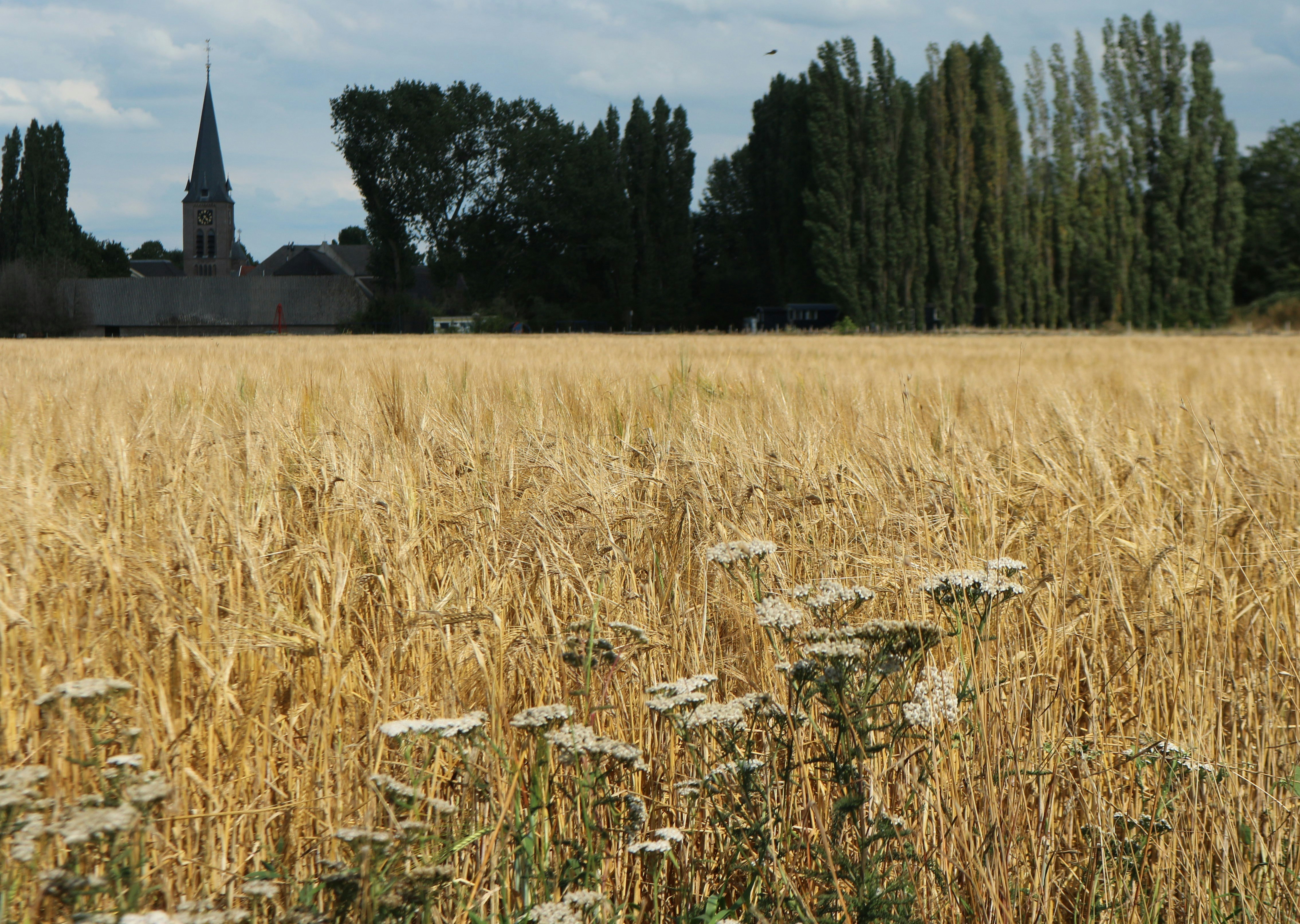 Pipowagen & Kampeerhoeve 's-Gravenhof