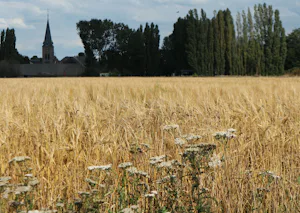 Pipowagen & Kampeerhoeve 's-Gravenhof