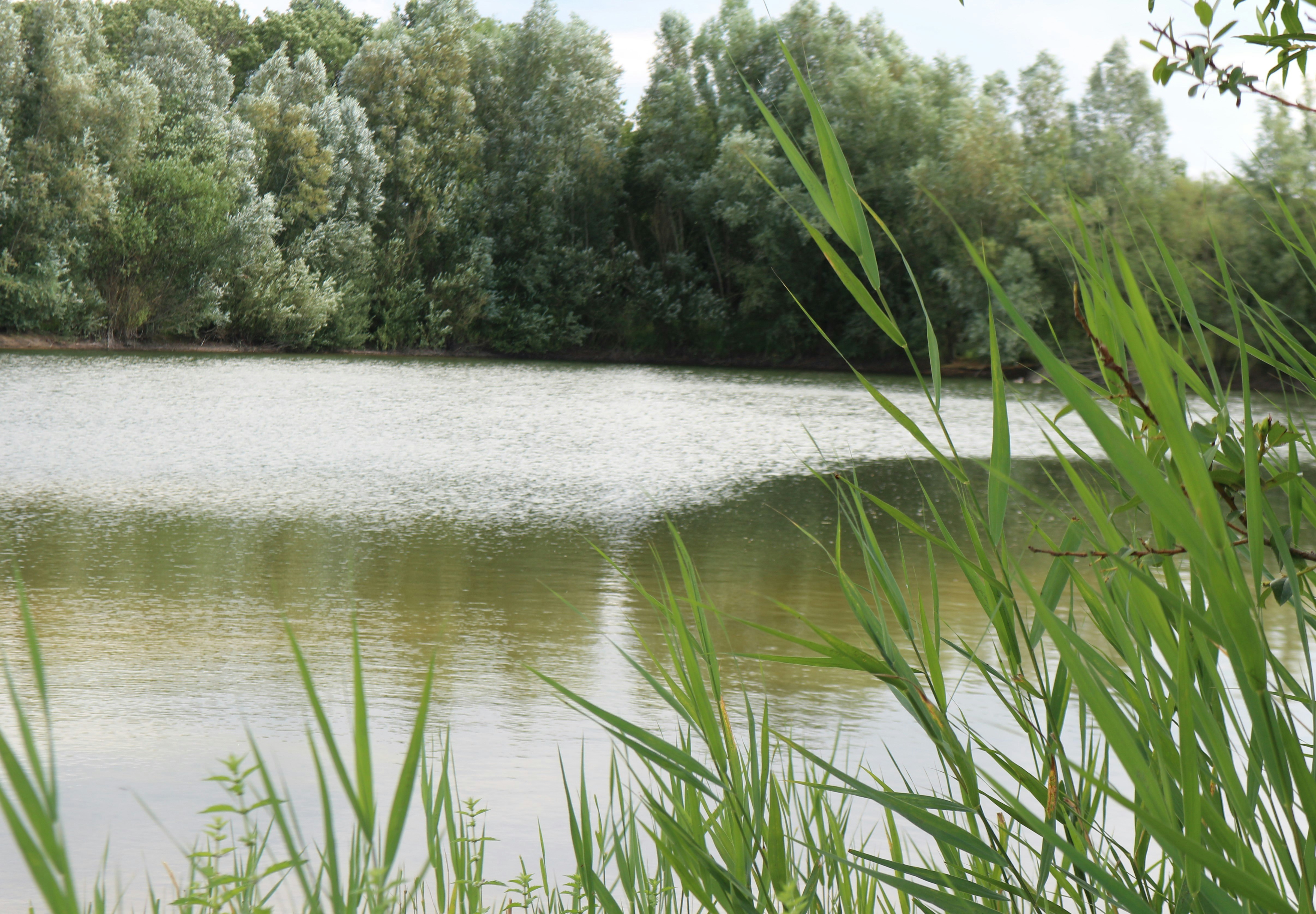 Pipowagen & Kampeerhoeve 's-Gravenhof