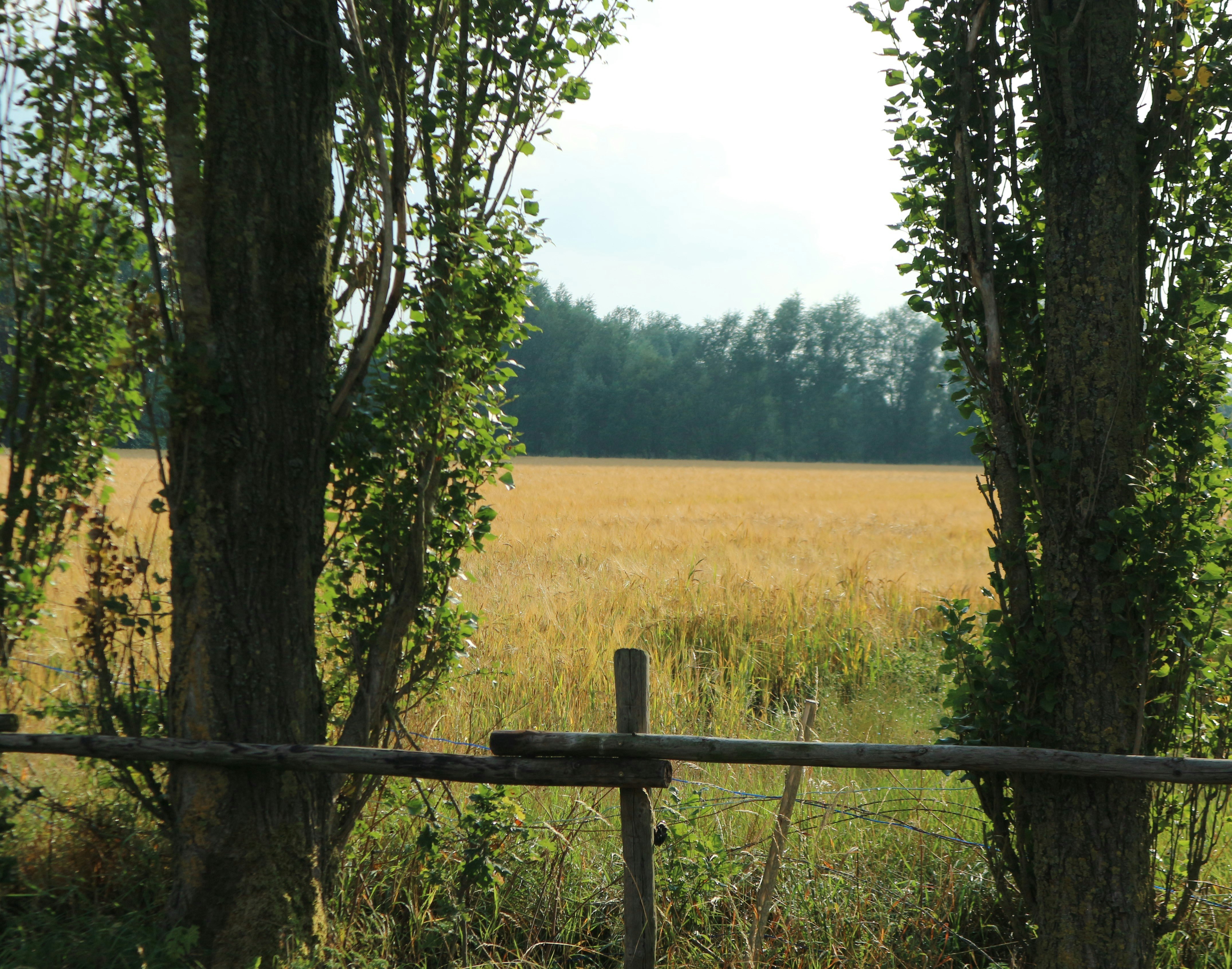 Pipowagen & Kampeerhoeve 's-Gravenhof
