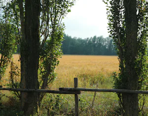 Pipowagen & Kampeerhoeve 's-Gravenhof