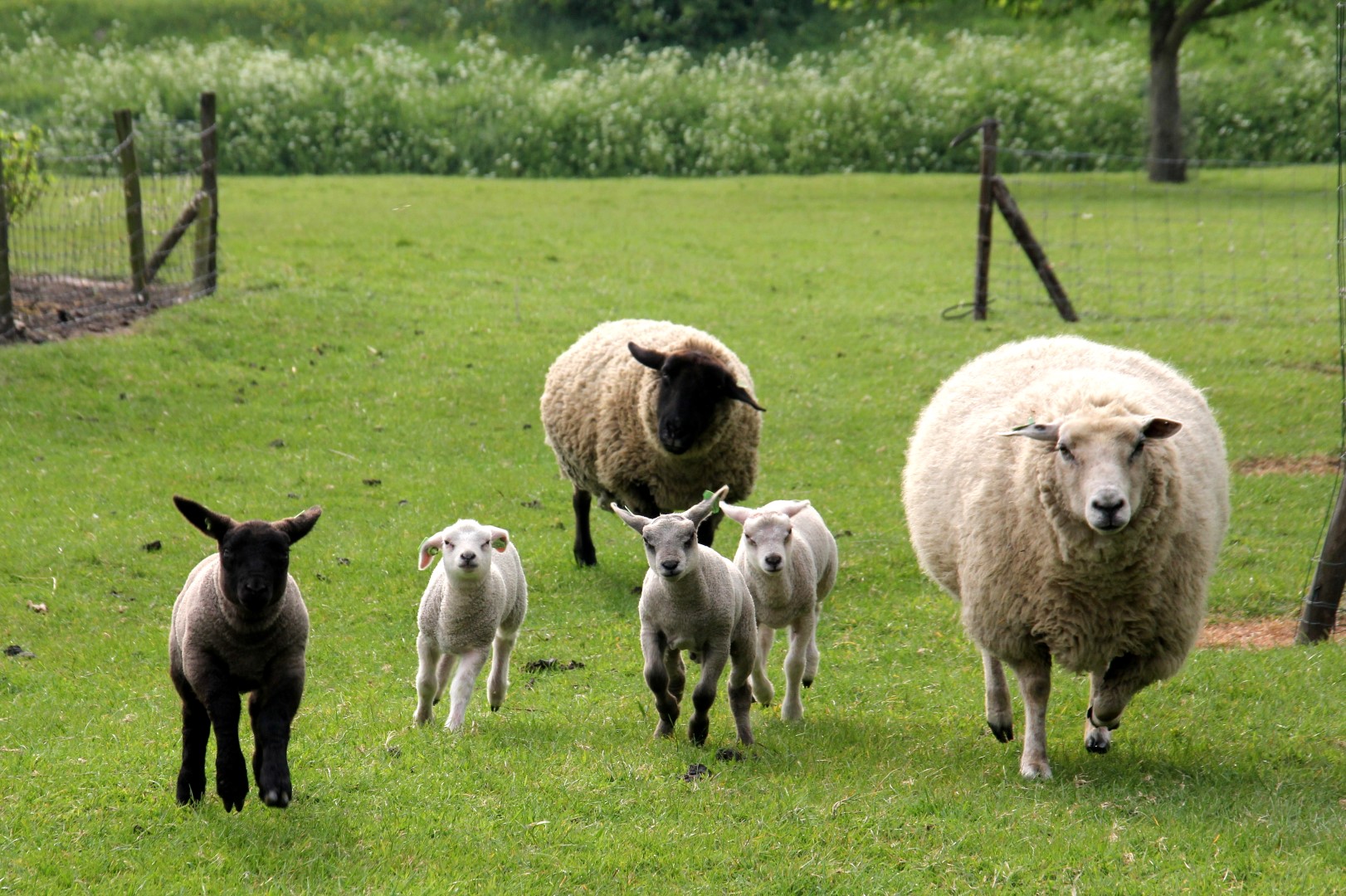 Landschapscamping De Zonnehoeve