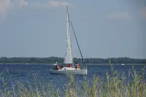 Ein Segelboot auf einem See, im Vordergrund Schilf und im Hintergrund bewaldete Uferlinie.