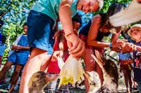 Le Domaine de Bréhadour - Kinder füttern Enten auf dem Mini-Bauernhof auf dem Campingplatz
