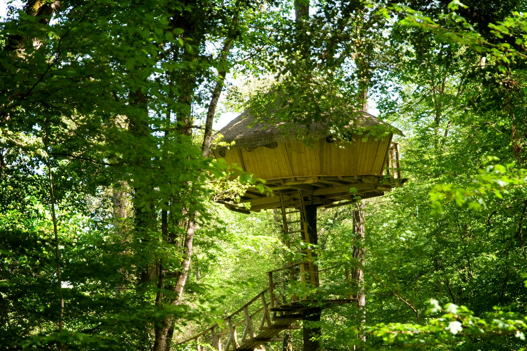 Le Parc de la Belle - Blick auf eine Baumhaus-Mietunterkunft im Wald