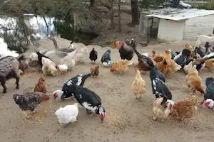 L'Eden Camping - Hühner auf dem Bauernhof auf dem Campingplatz