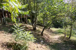 Waldgrundstück mit schmalem Weg, Bäumen und Farnen; links ein Holzunterstand, im Hintergrund weitere Bäume und Grünfläche.