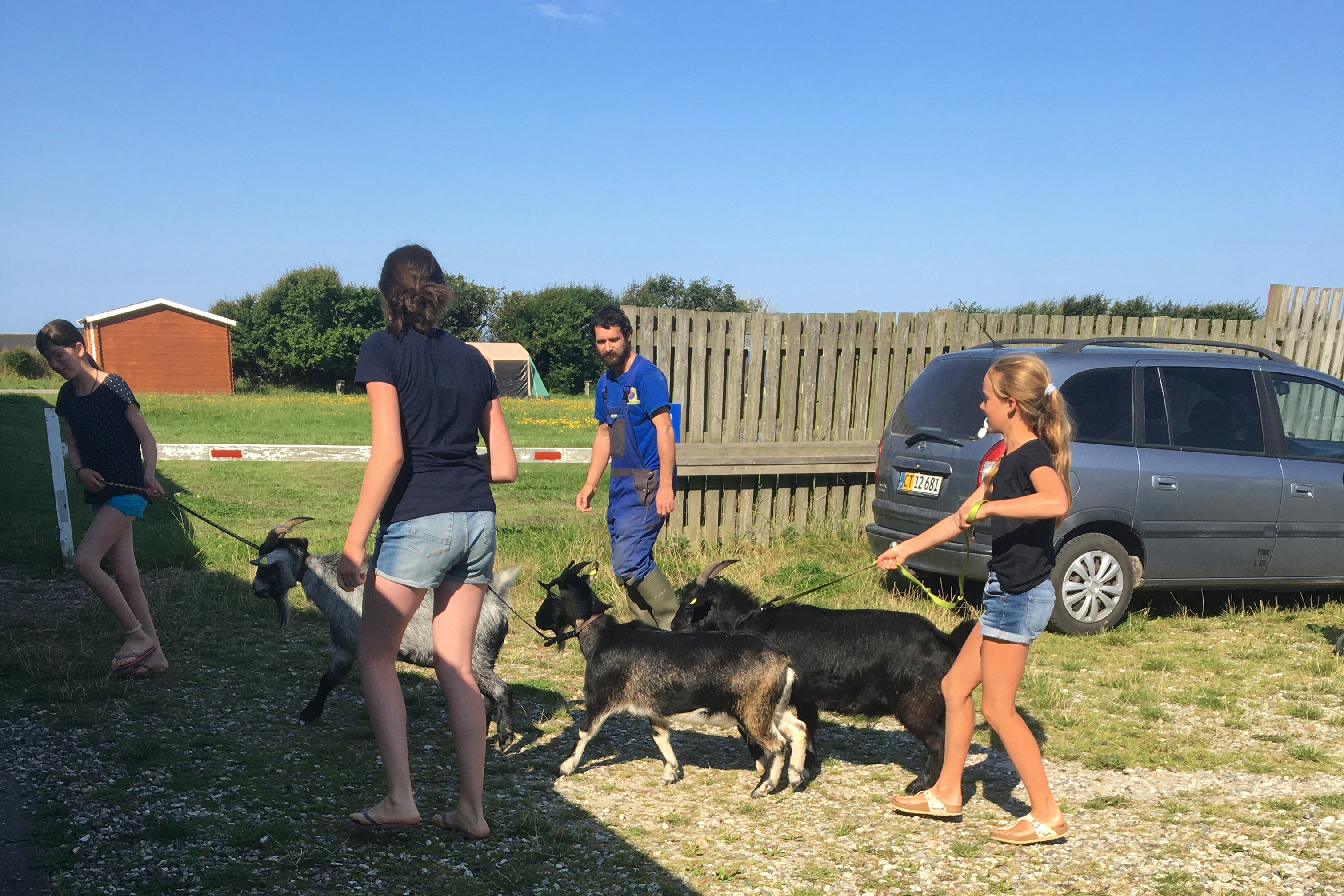 Løkken VestkystCamping - Campinplatzes zwergziegen auf die weide 