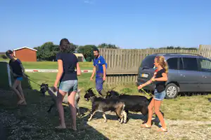 Løkken VestkystCamping - Campinplatzes zwergziegen auf die weide