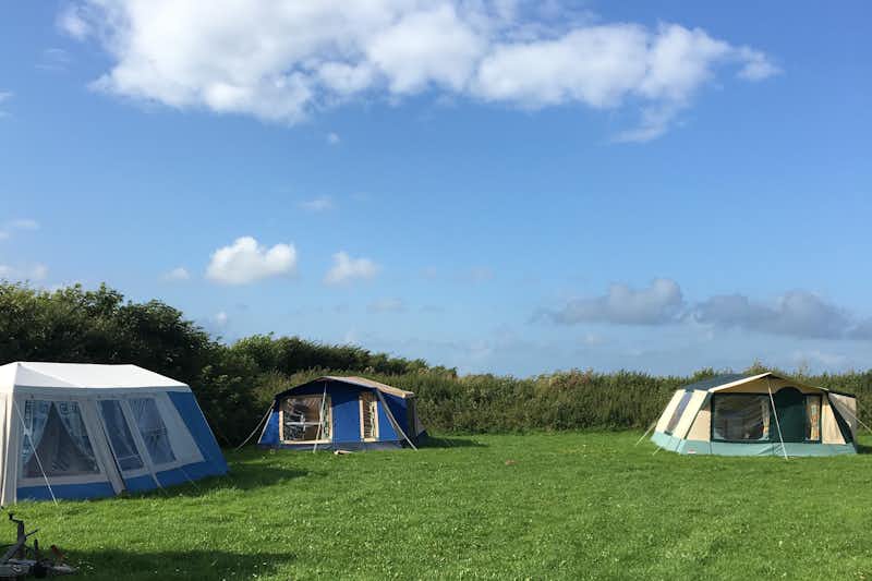 Løkken VestkystCamping - Zelte auf dem Rasen des Campingplatzes