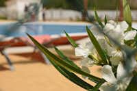 Los Olivos Camping Park - Schwimmbad mit blühenden Pflanzen