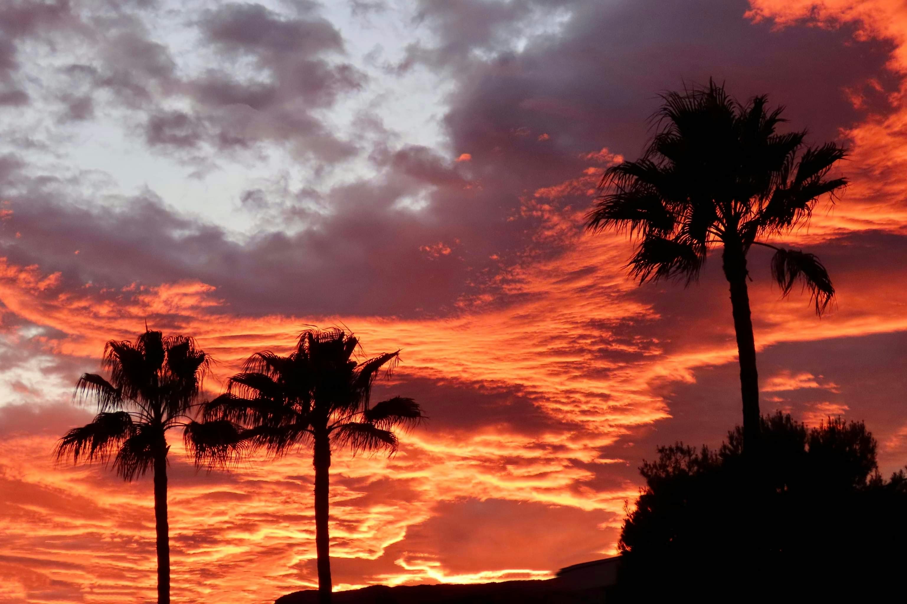 Silhouetten von Palmen vor dramatischem Sonnenuntergangshimmel mit roten Wolken und hellem Licht am Horizont.