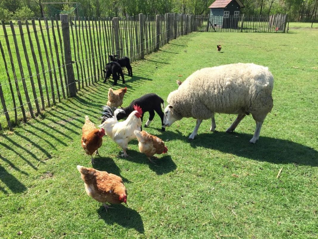 Mini-Camping De Peelweide