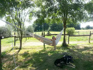 Eine Hängematte im Campingbereich zwischen Bäumen, daneben ein Hund auf dem Gras, im Hintergrund Wiese und Zaun.