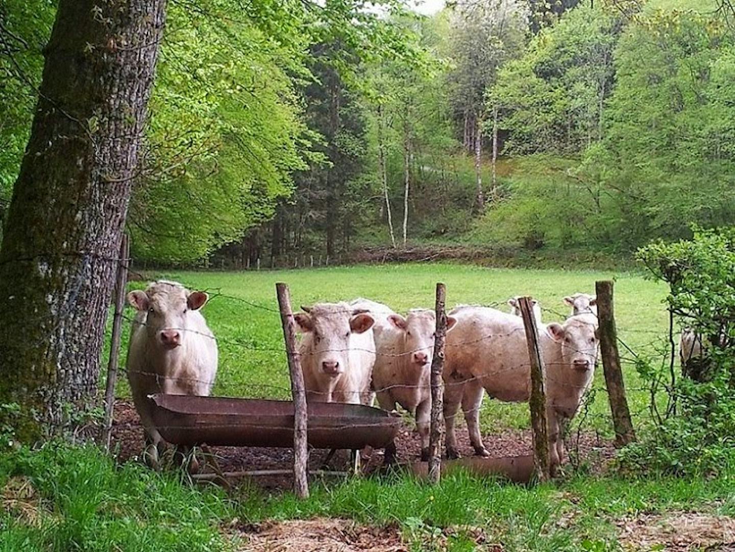 Minicamping À l'ombre du Château
