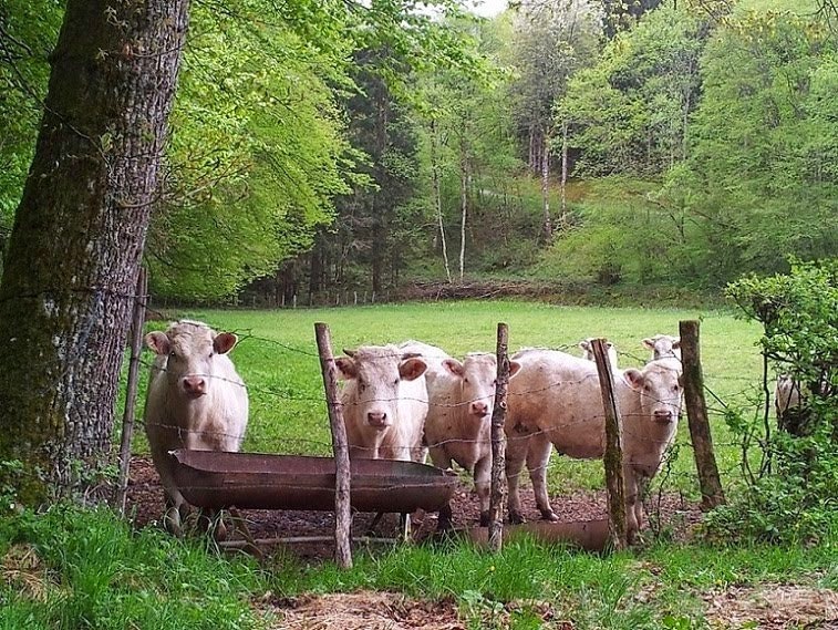 Minicamping À l'ombre du Château