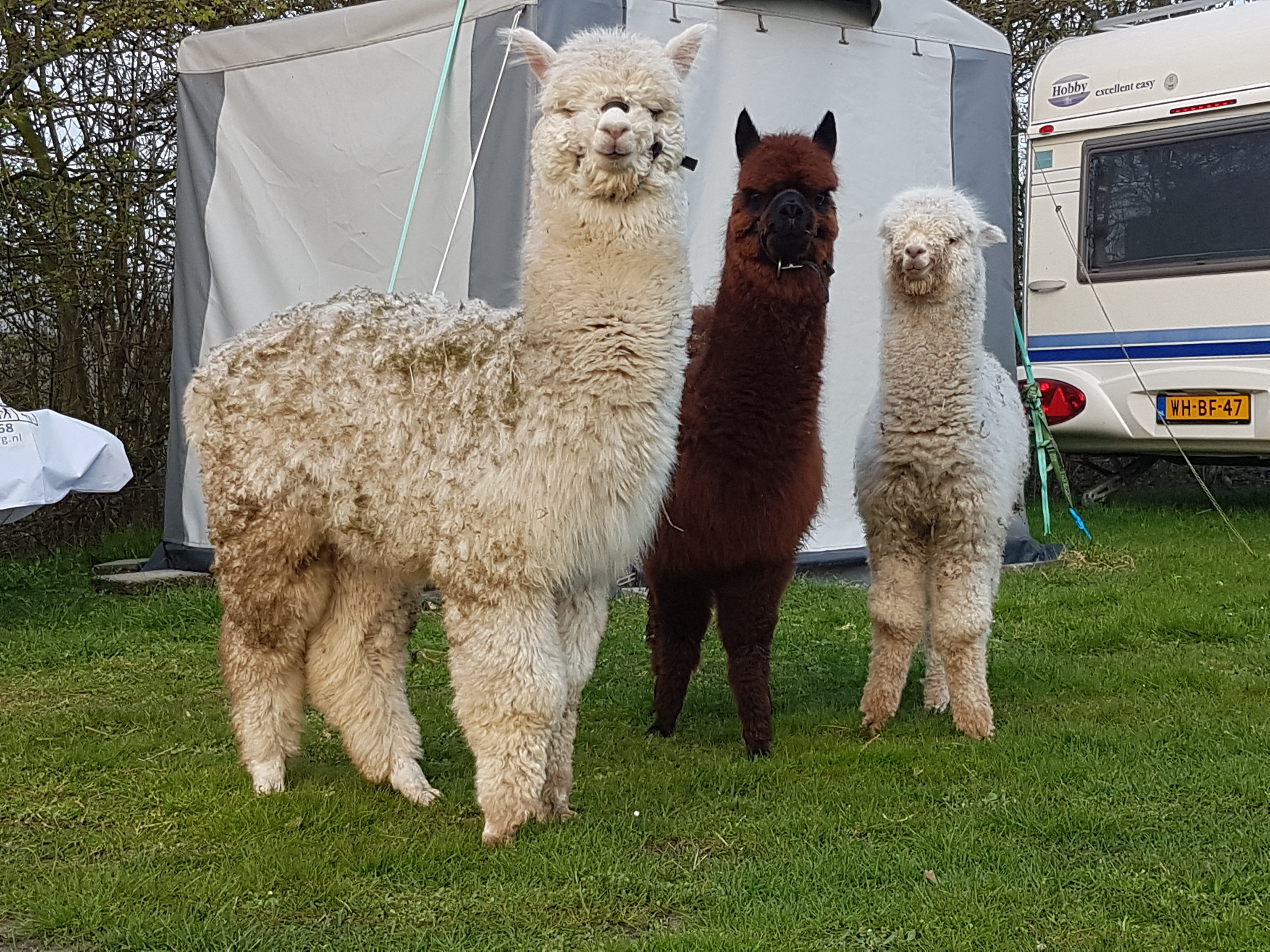 Minicamping Aan de Waterspiegel