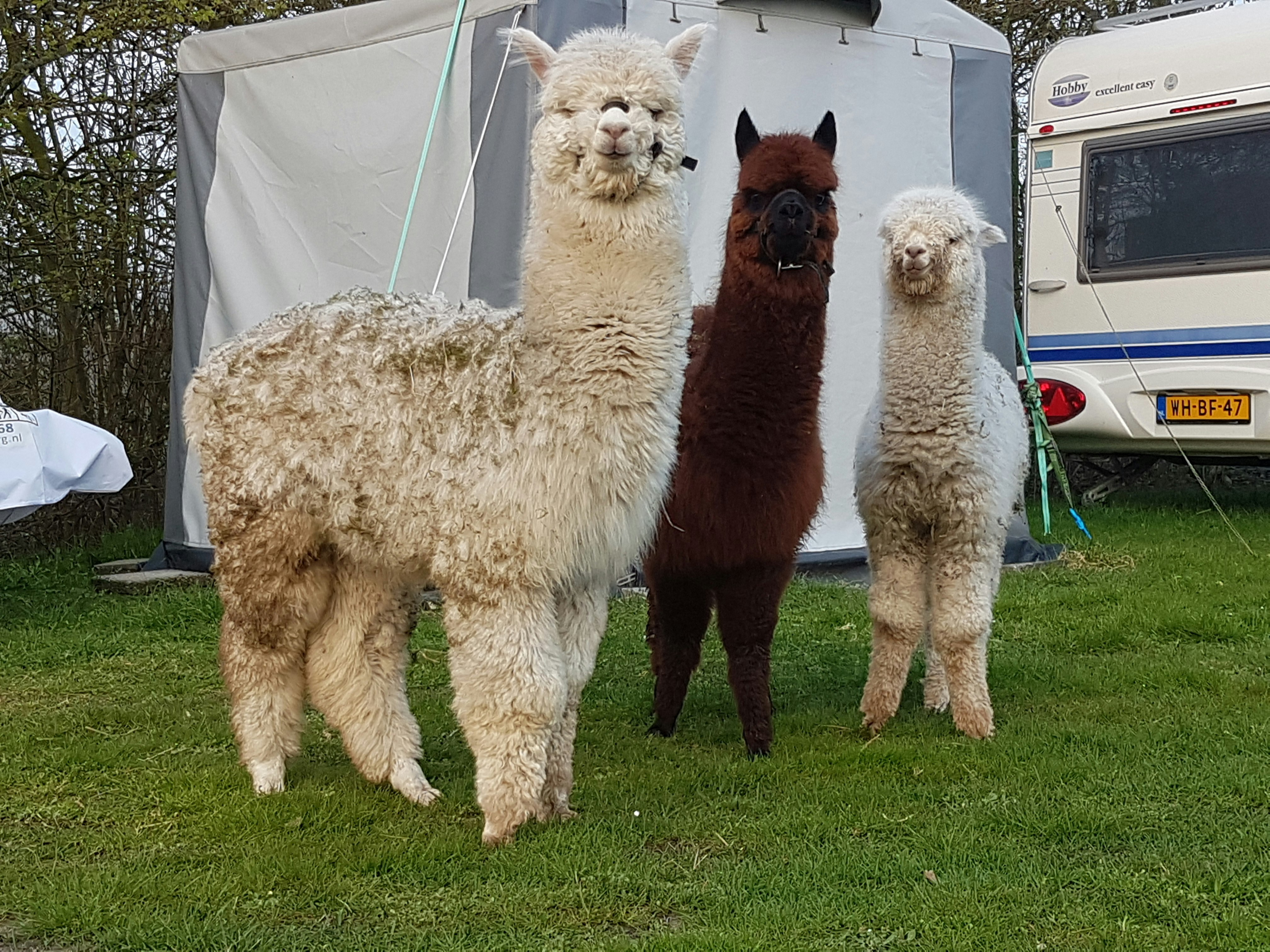Minicamping Aan de Waterspiegel