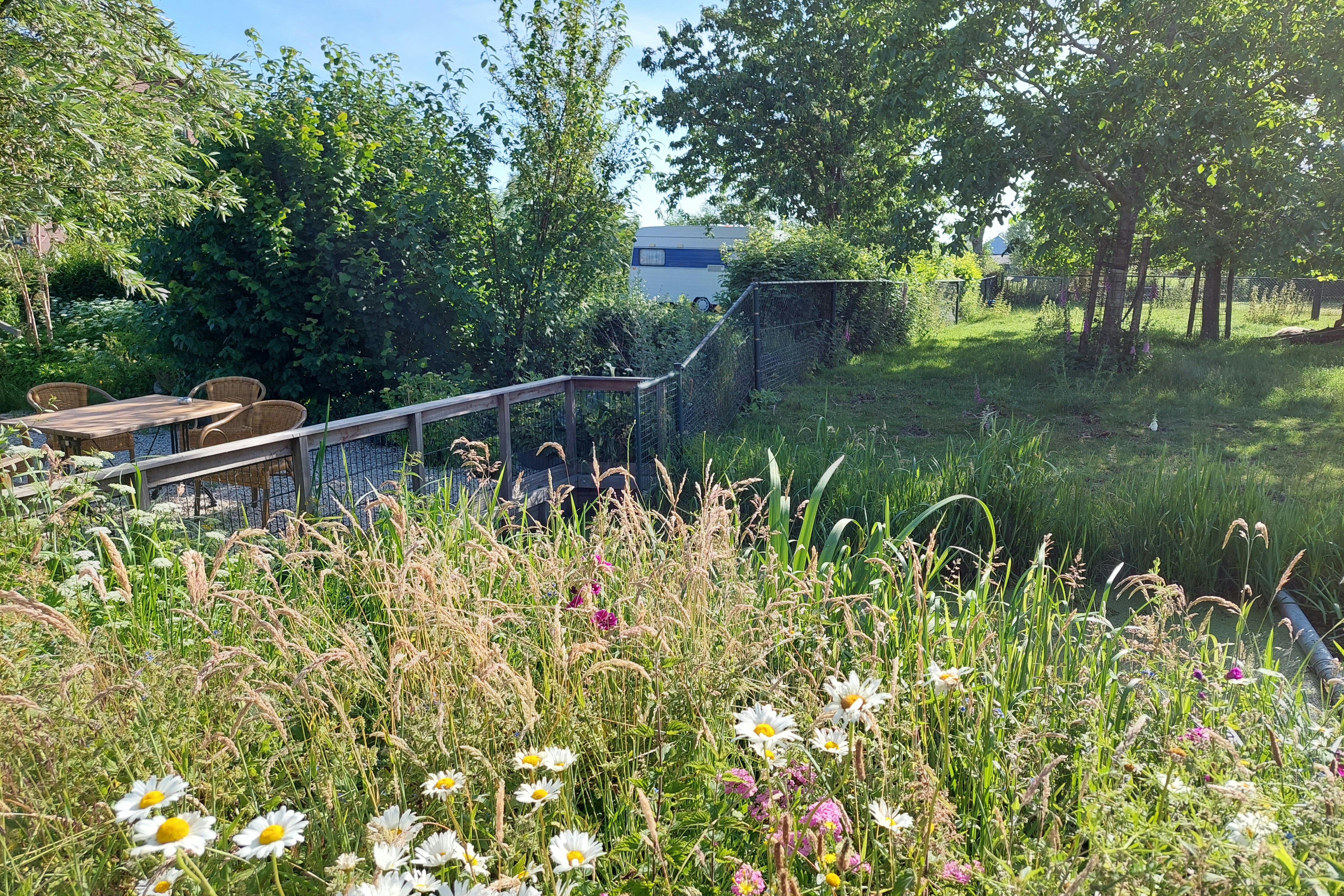 Blumenbeet mit weißen und gelben Blüten vor einem gepflegten Campinggarten, dahinter Hecke und Zaun.