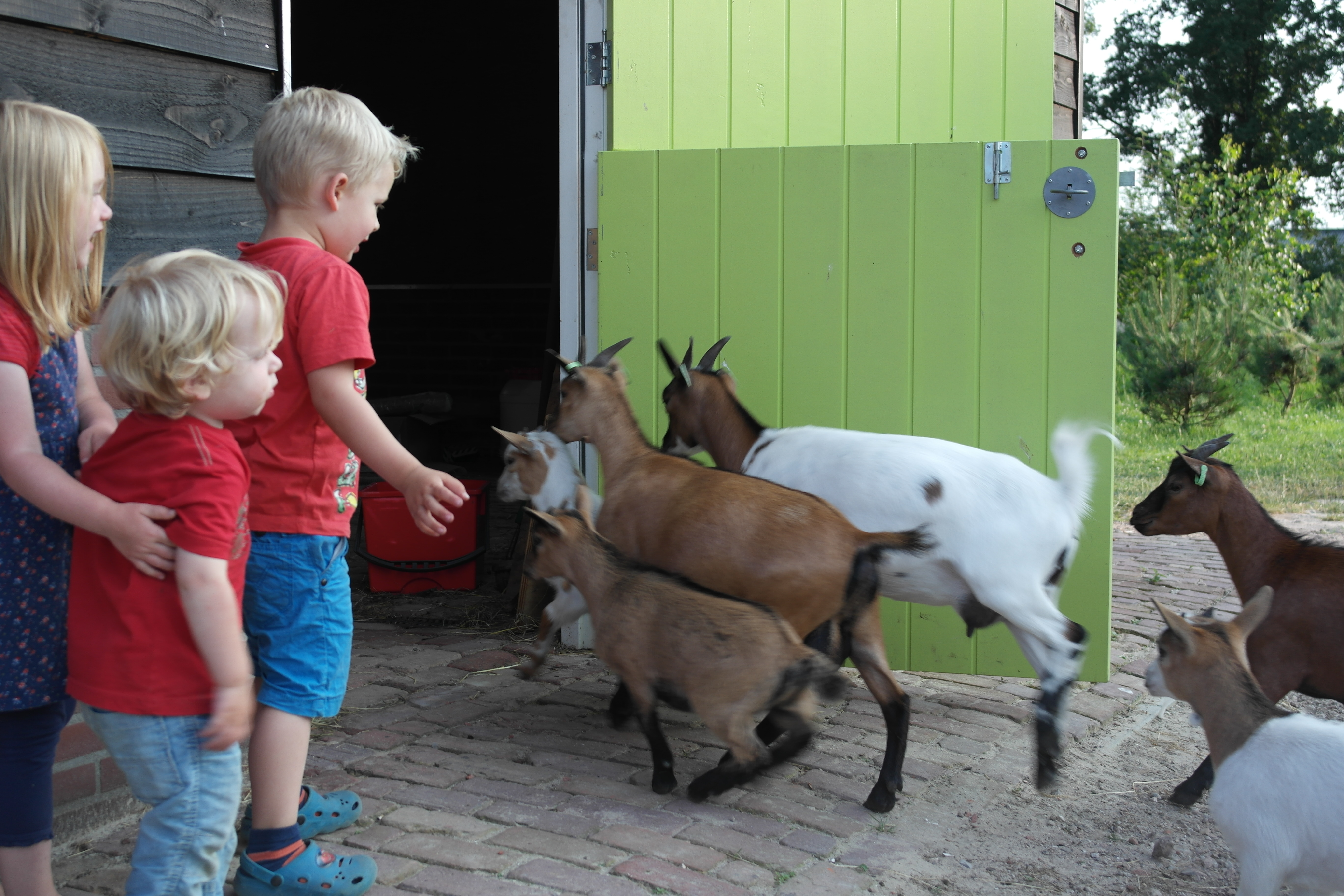 Minicamping De Eikenzoom