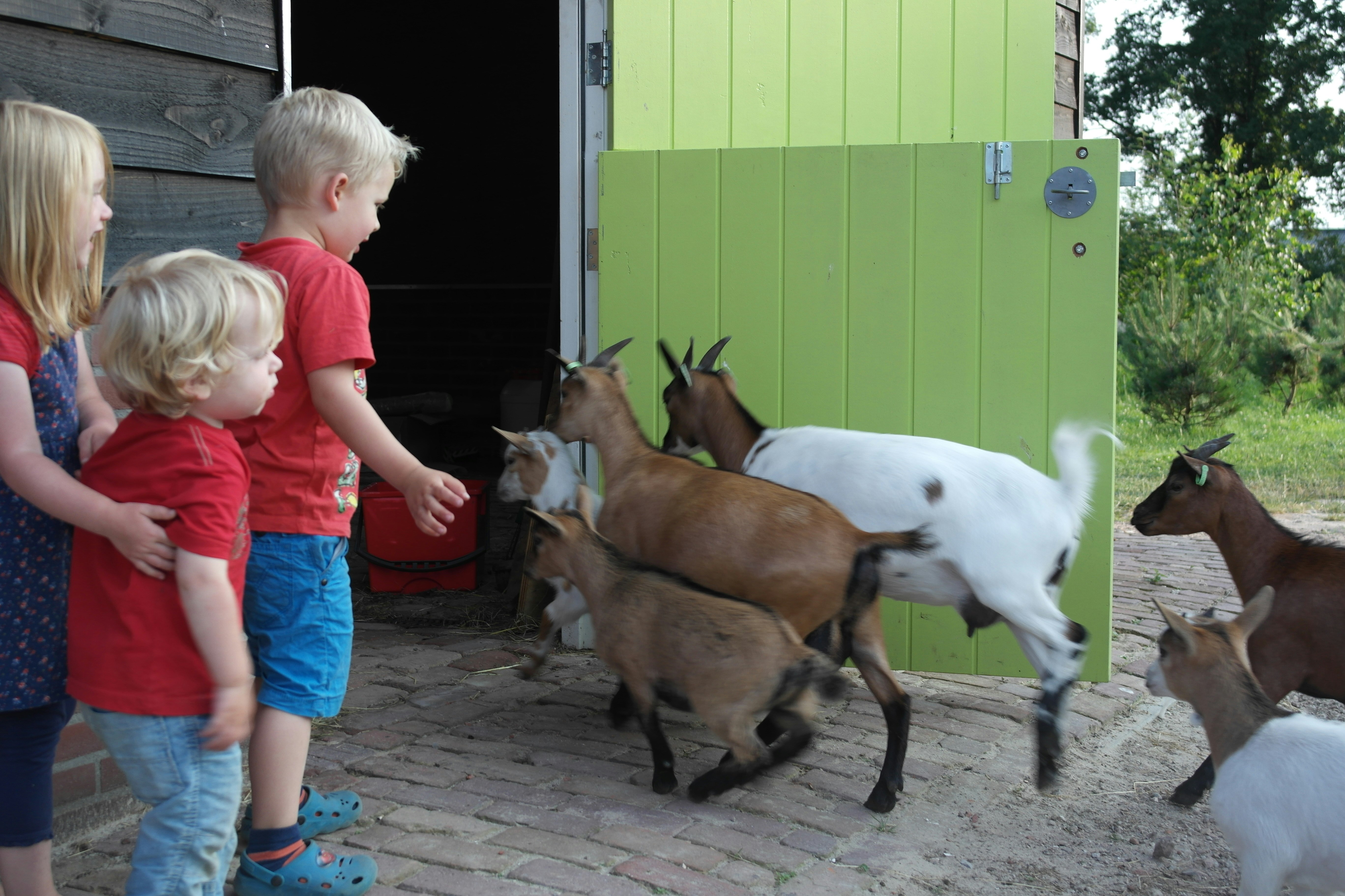 Minicamping De Eikenzoom