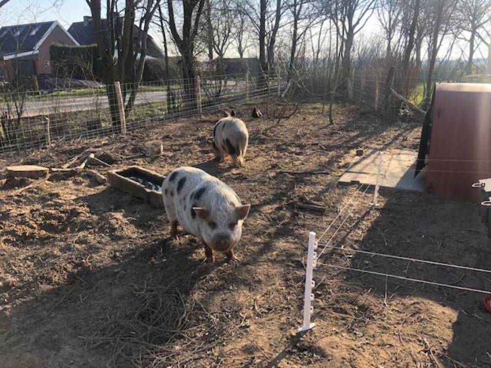 Minicamping De Hartjens