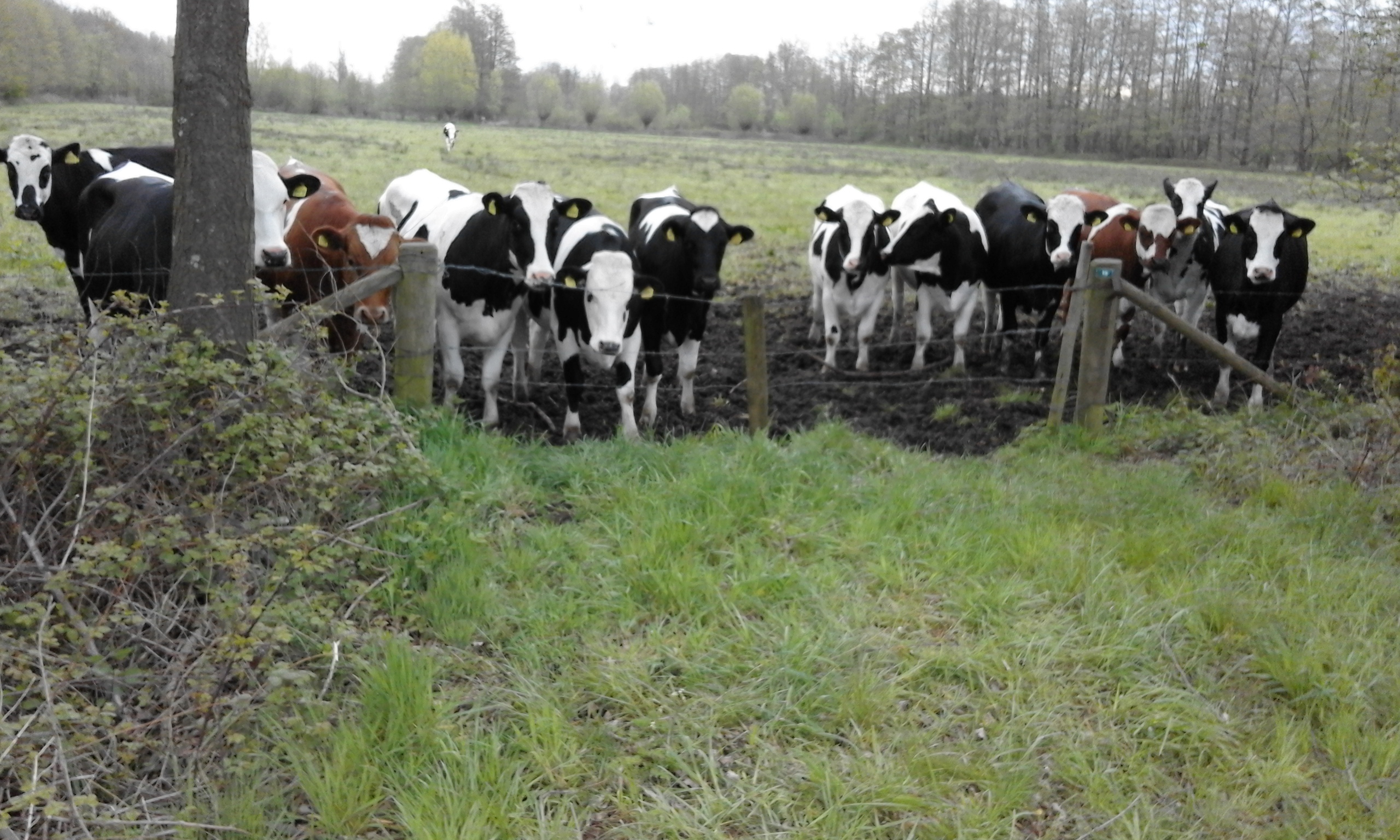 Minicamping De Nieuwe Welpshof