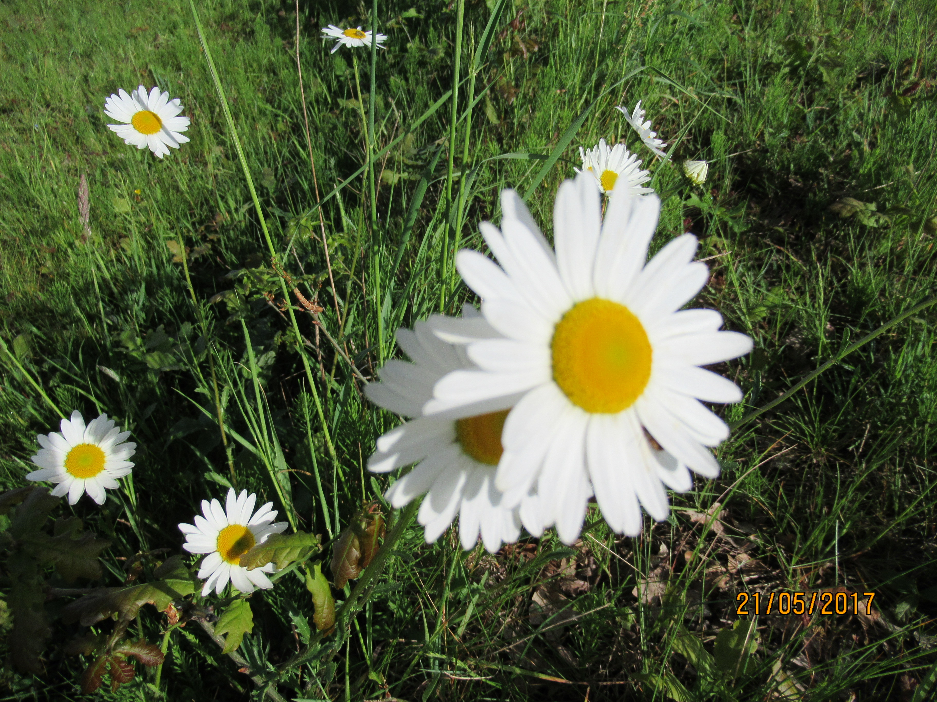 Minicamping De Nieuwe Welpshof