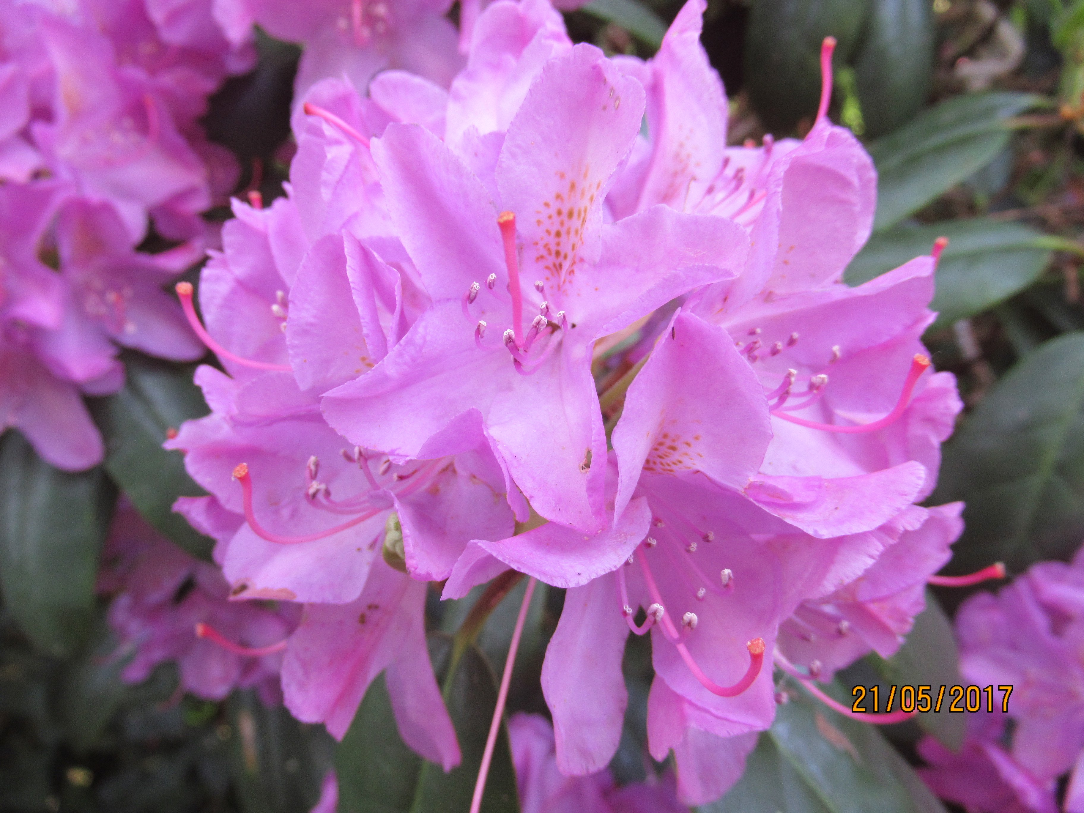 Minicamping De Nieuwe Welpshof