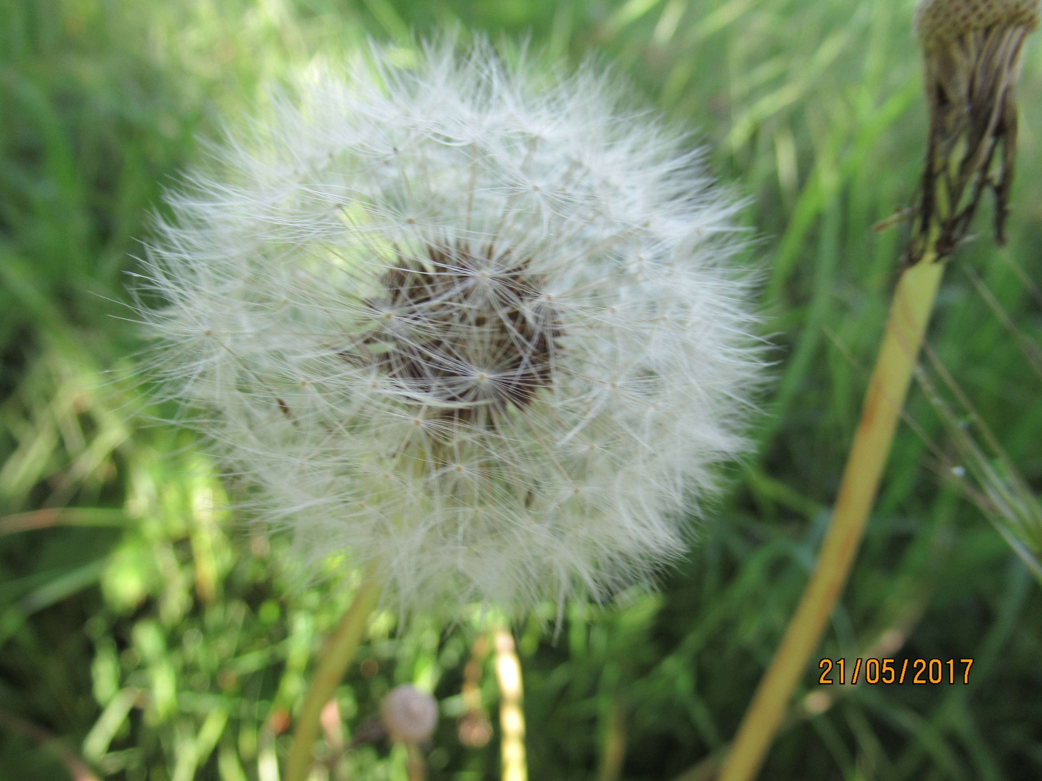 Minicamping De Nieuwe Welpshof