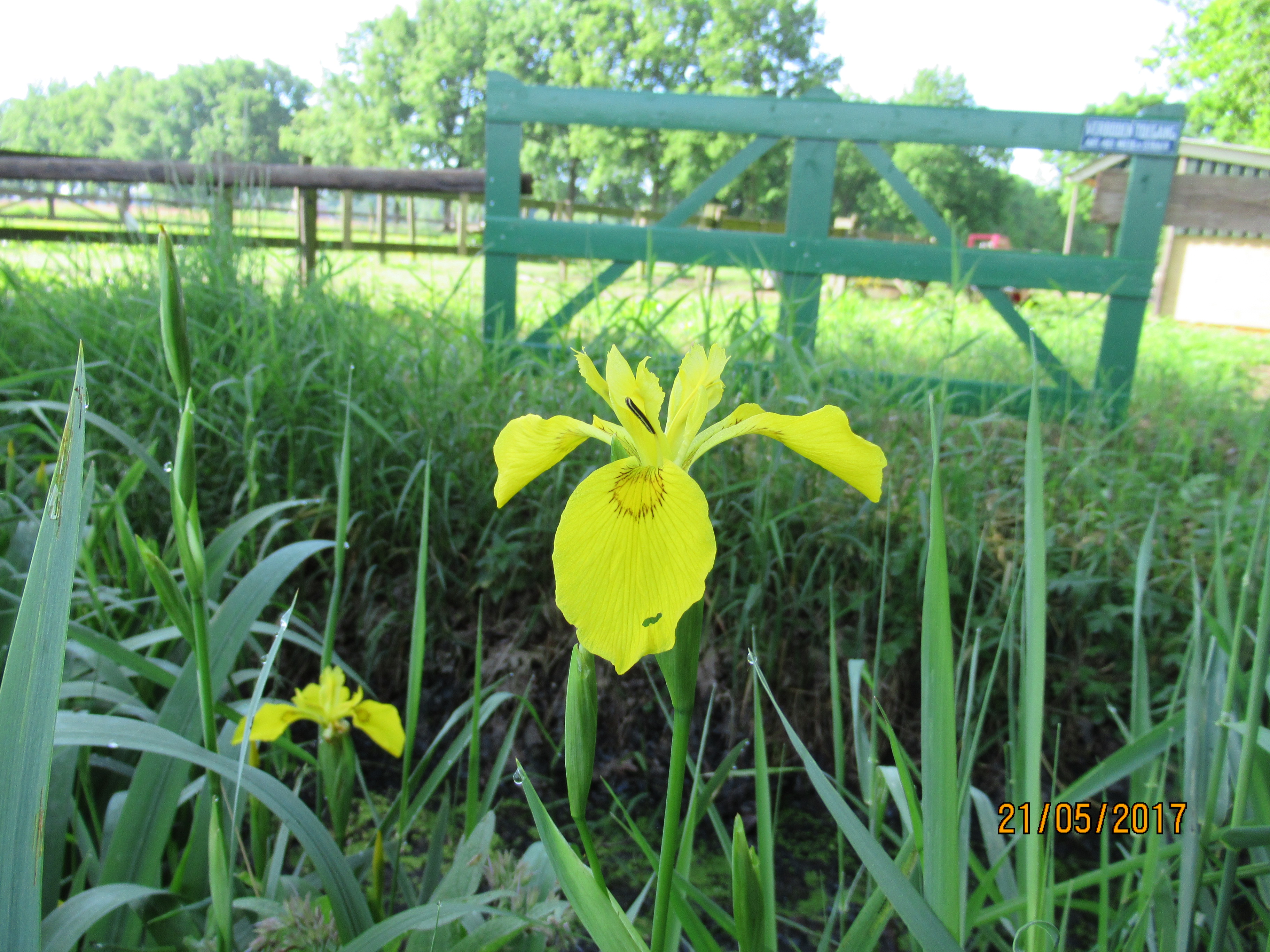 Minicamping De Nieuwe Welpshof