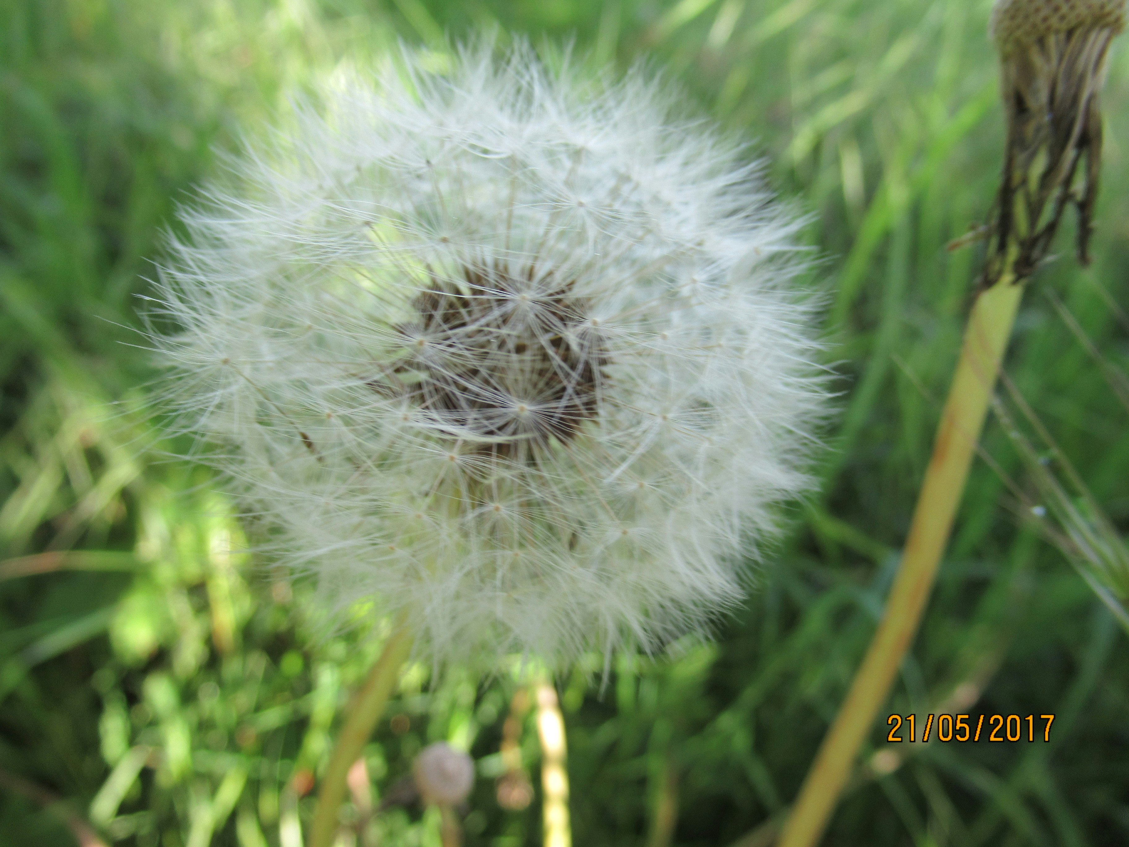 Minicamping De Nieuwe Welpshof