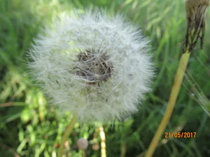 Minicamping De Nieuwe Welpshof