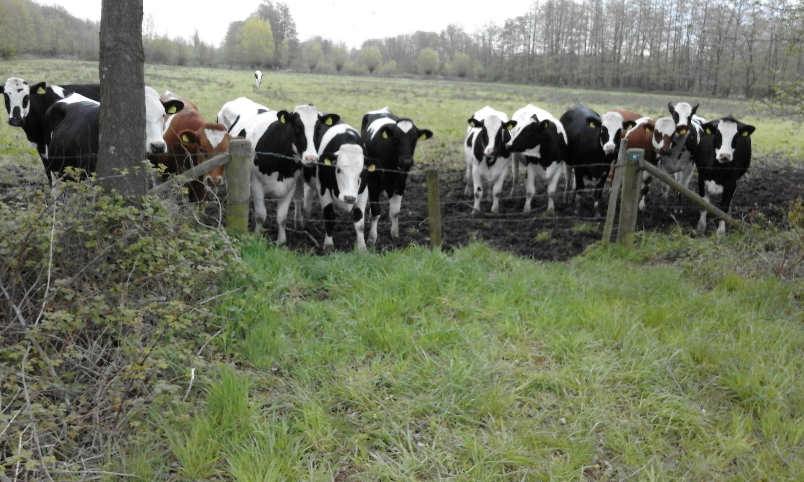 Minicamping De Nieuwe Welpshof