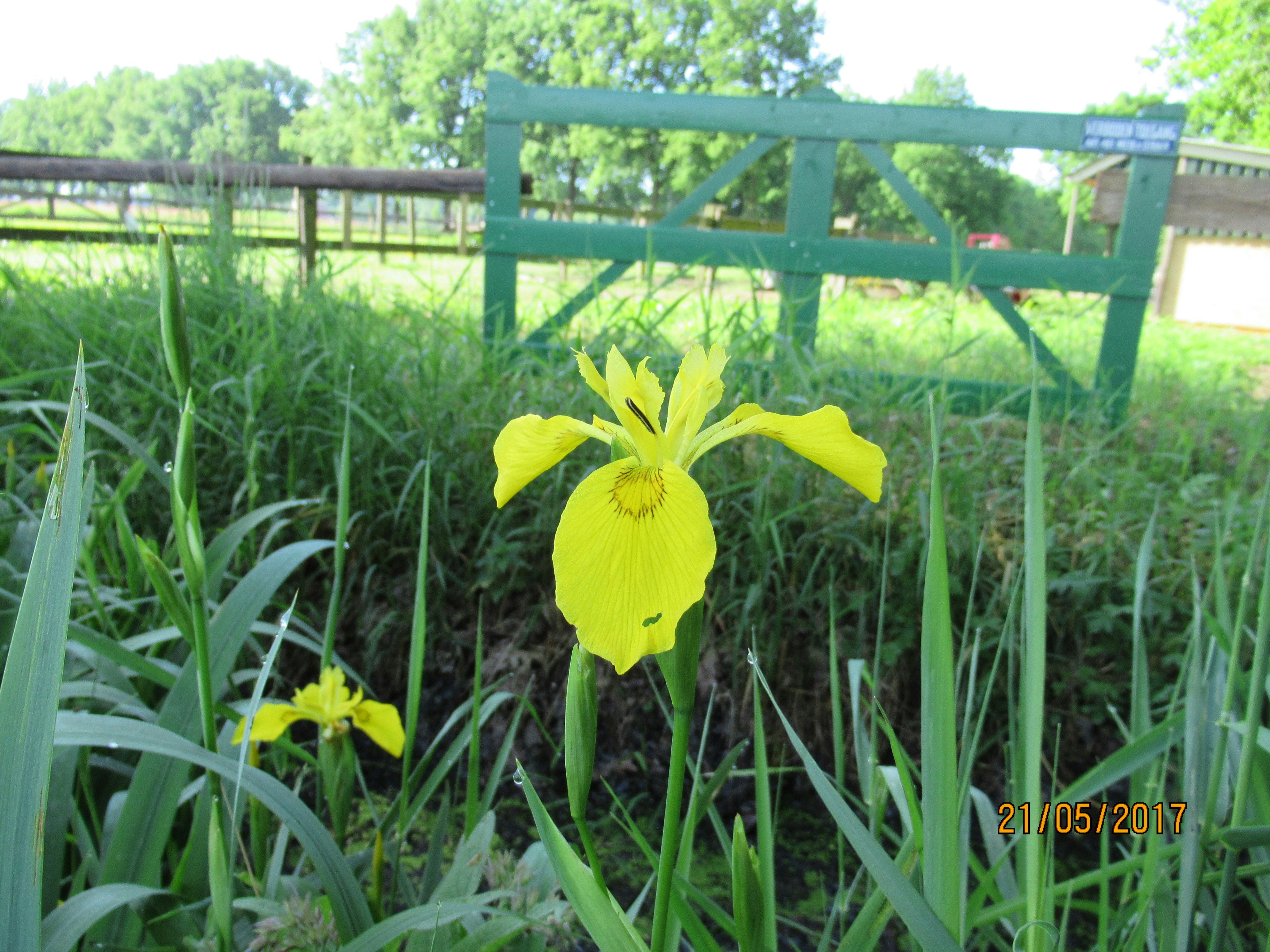 Minicamping De Nieuwe Welpshof