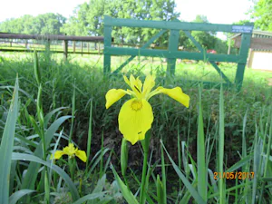 Minicamping De Nieuwe Welpshof