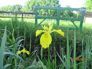 Minicamping De Nieuwe Welpshof