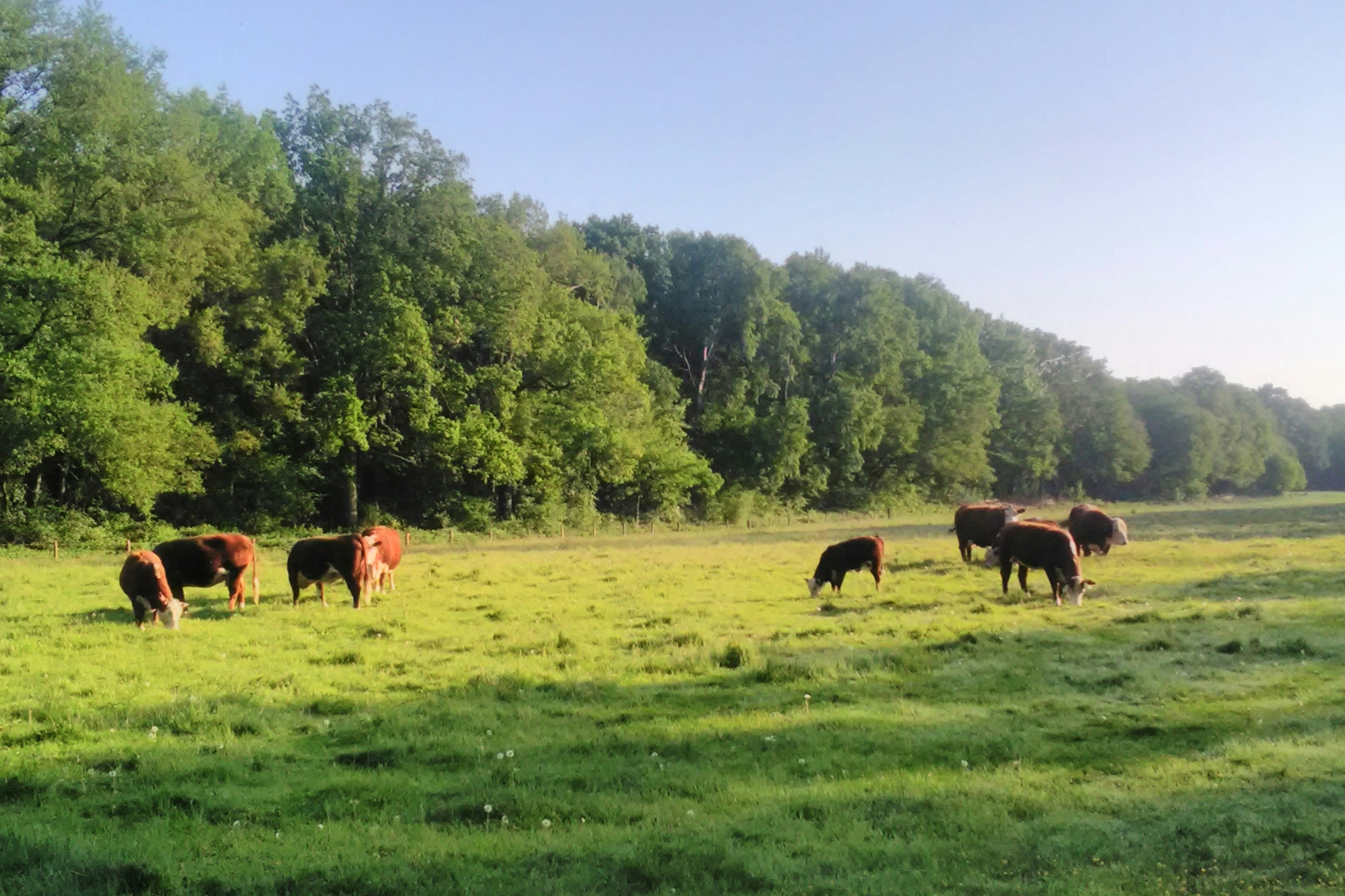 Minicamping De Plaats - Kühe auf Wiese