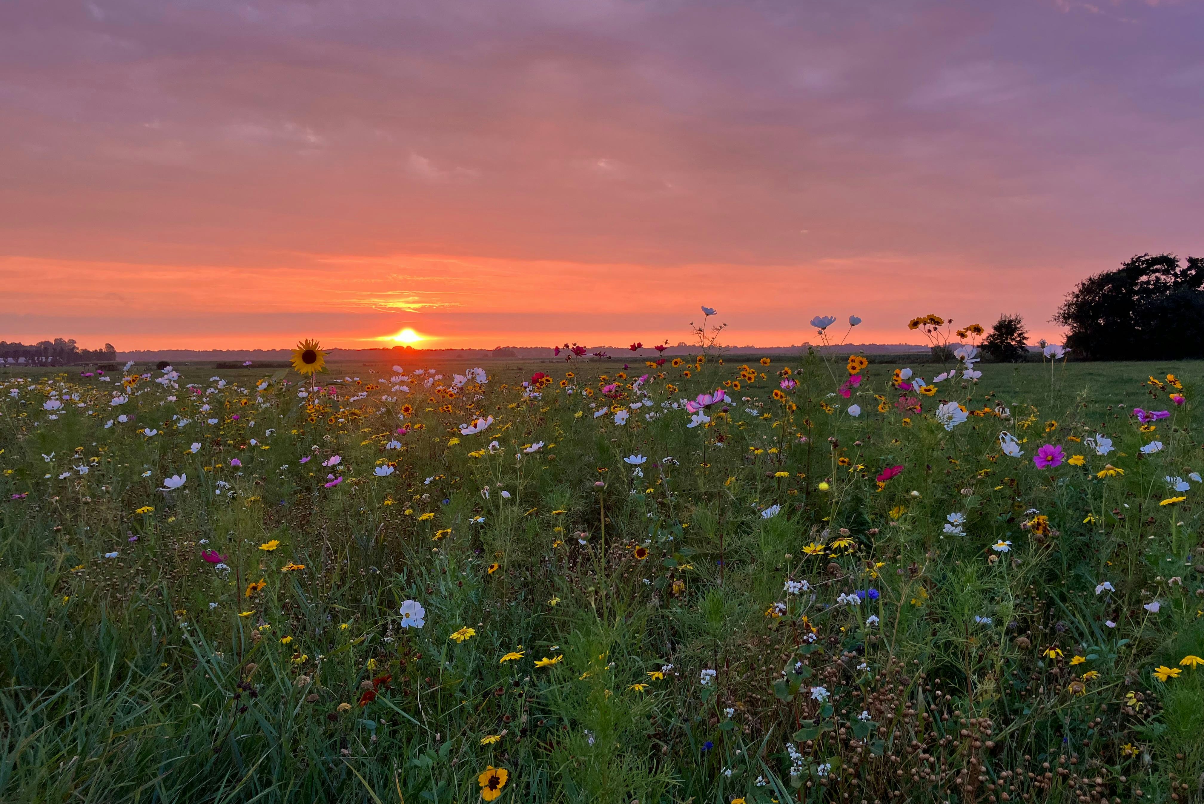 Minicamping de Westert - Sonnenuntergang über der Blumenwiese